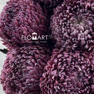 Peony Mum White Dyed Violet Red - Image 2