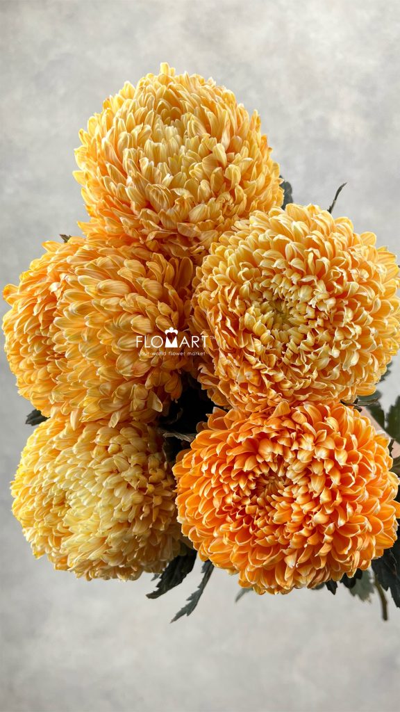 Peony Mum White Dyed Vivid Orange