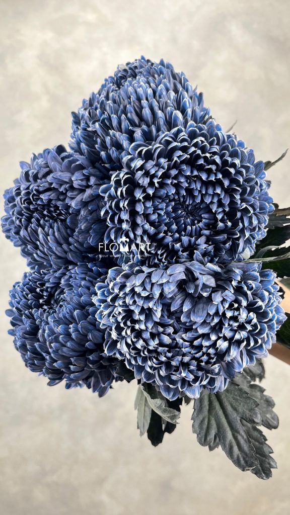 Peony Mum White Dyed Yale Blue