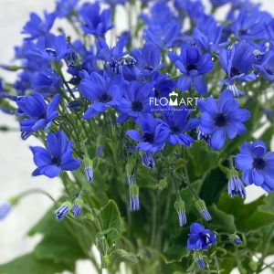 Pericallis Tia Blue Ocean