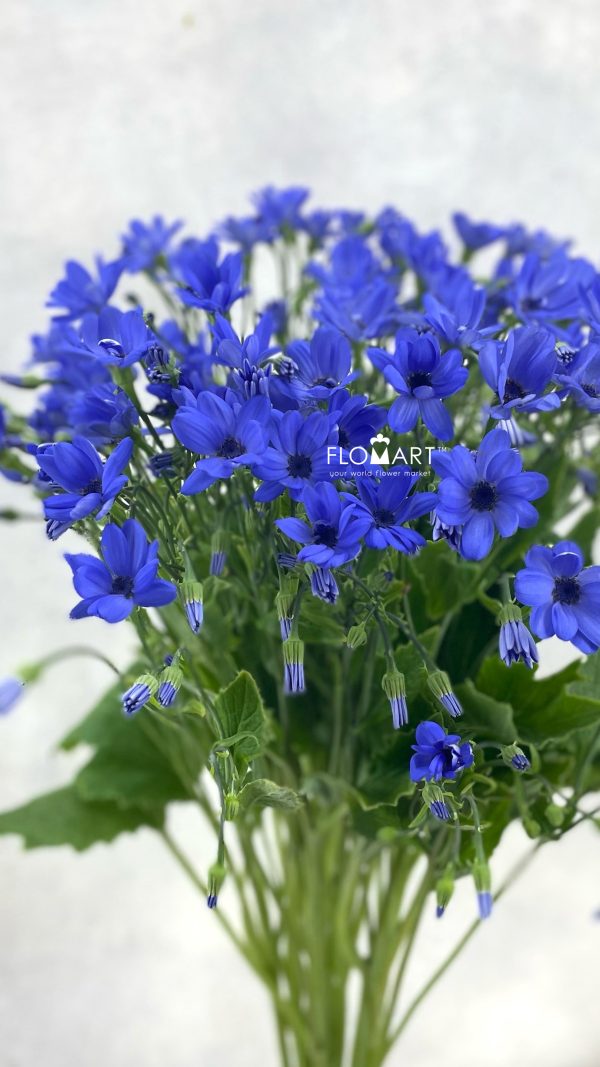 Pericallis Tia Blue Ocean