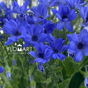 Pericallis Tia Blue Ocean - Image 2