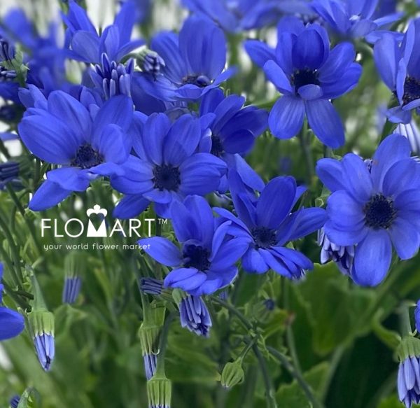 Pericallis Tia Blue Ocean