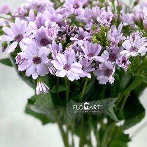 Pericallis Tia Party Pink