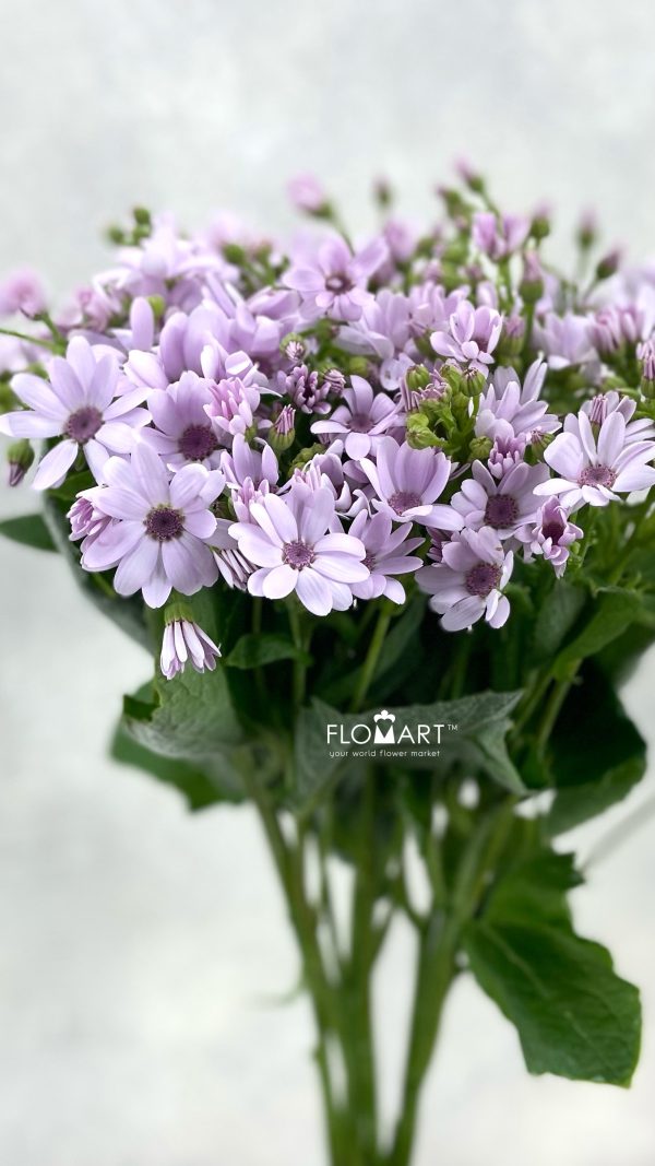 Pericallis Tia Party Pink