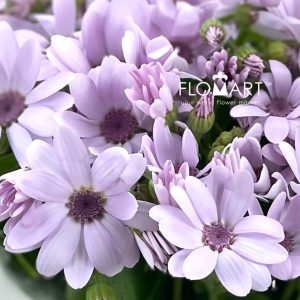 Pericallis Tia Party Pink - Image 2