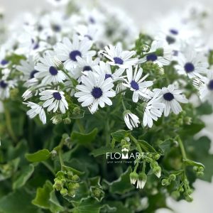 Pericallis Tia Snow Blue Eye