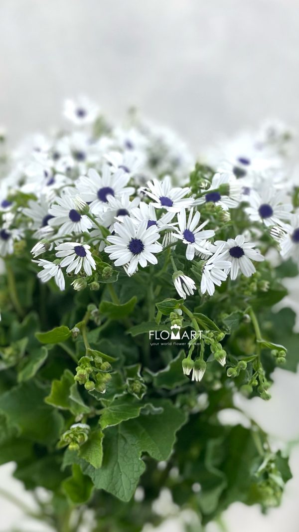 Pericallis Tia Snow Blue Eye