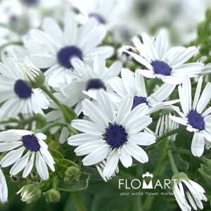 Pericallis Tia Snow Blue Eye - Image 2