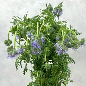 Phacelia Tanacetifolia