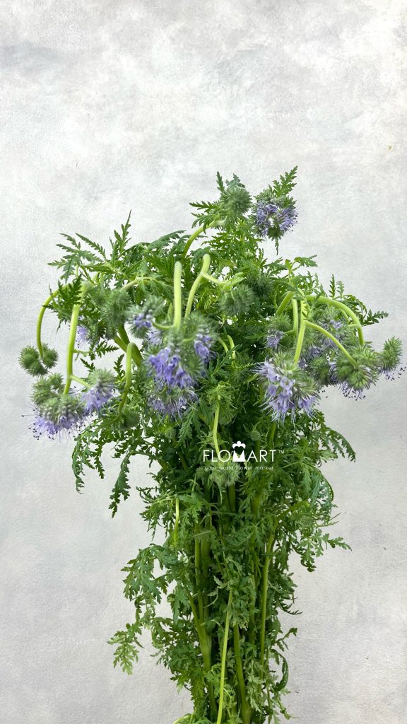 Phacelia Tanacetifolia