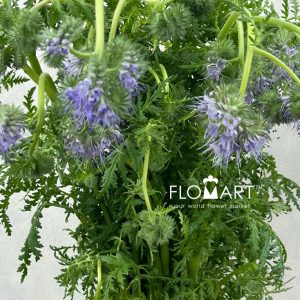 Phacelia Tanacetifolia - Image 2