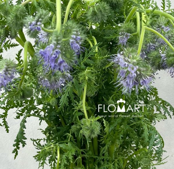 Phacelia Tanacetifolia