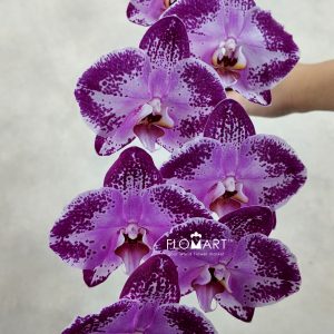 Phalaenopsis Black Happy Dancer