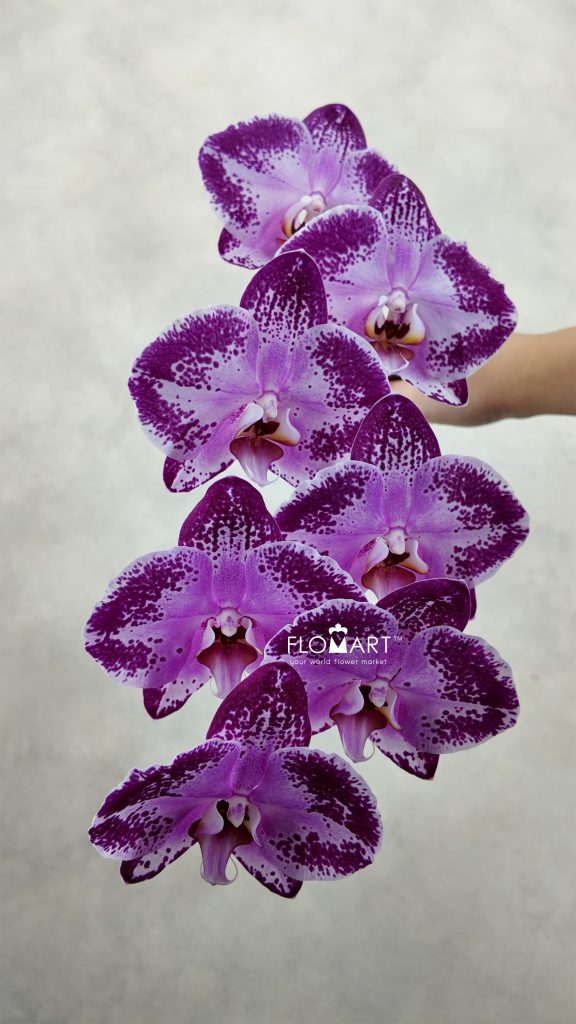 Phalaenopsis Black Happy Dancer