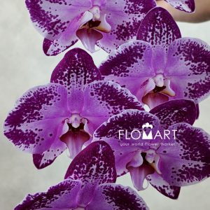 Phalaenopsis Black Happy Dancer - Image 2