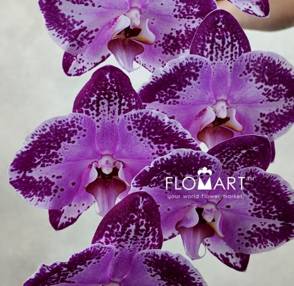 Phalaenopsis Black Happy Dancer