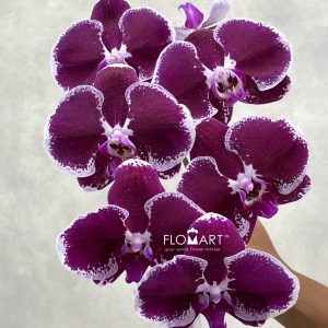 Phalaenopsis Black White