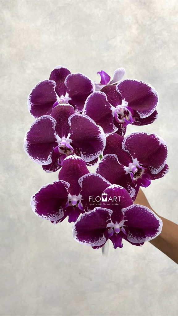 Phalaenopsis Black White