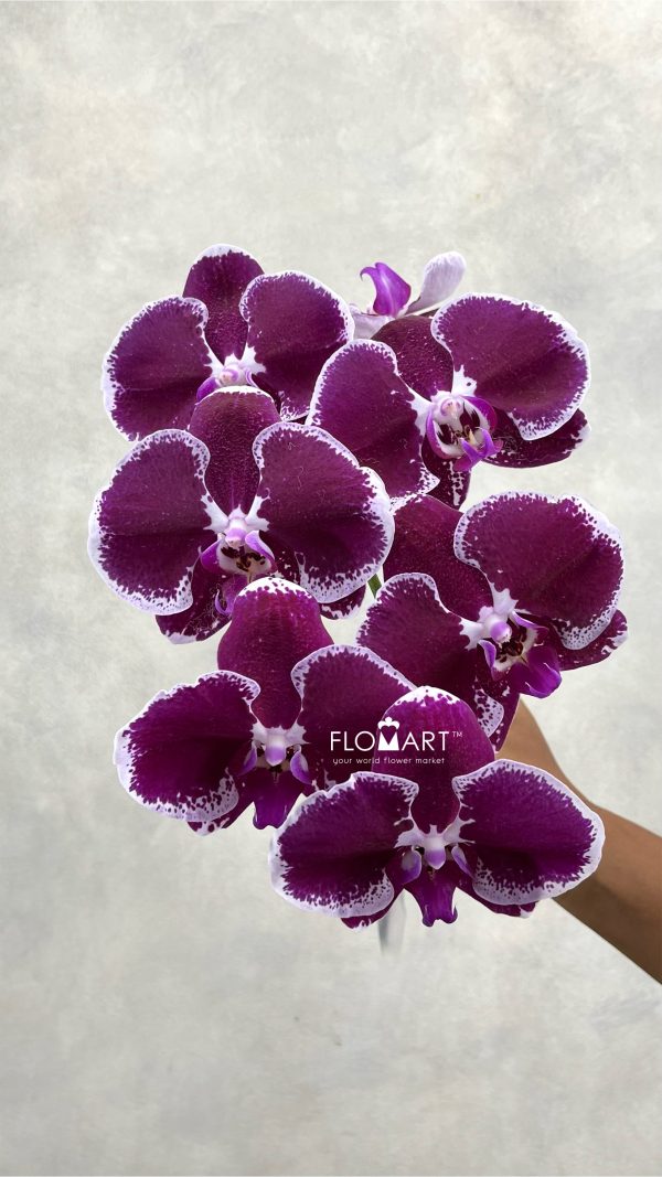 Phalaenopsis Black White