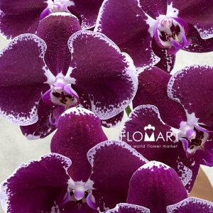 Phalaenopsis Black White - Image 2