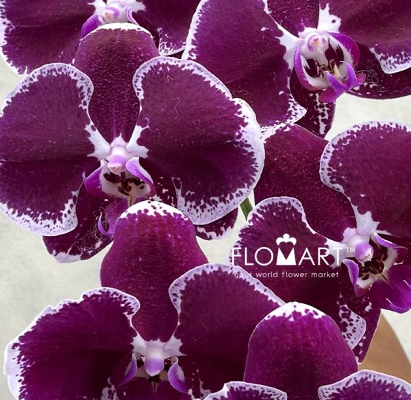 Phalaenopsis Black White