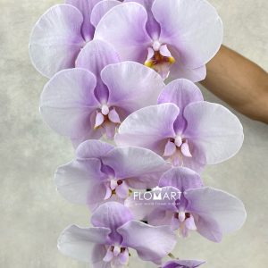 Phalaenopsis Chiffon Pink