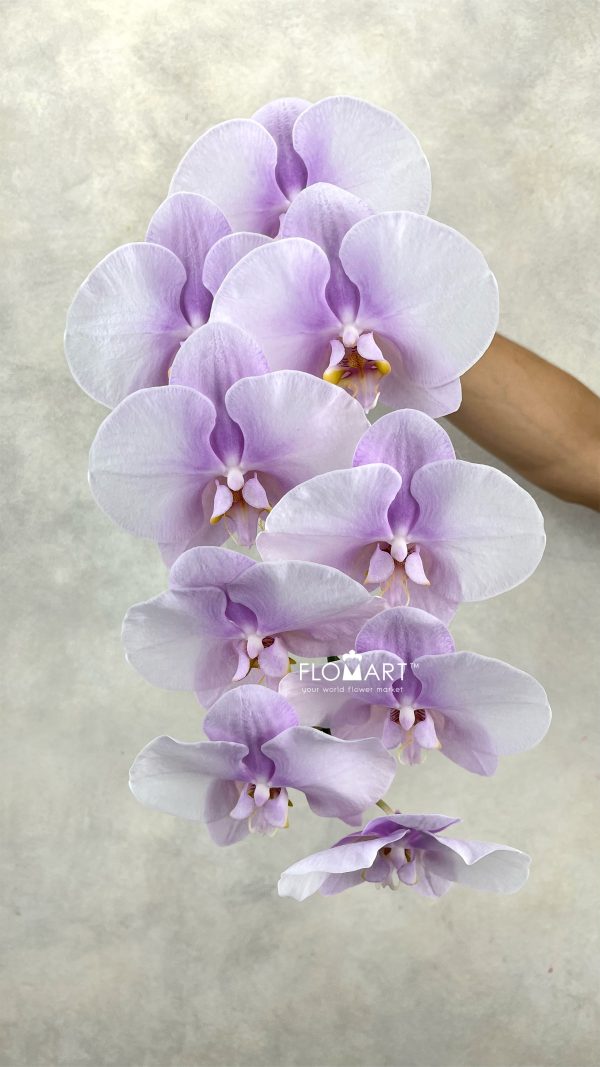 Phalaenopsis Chiffon Pink
