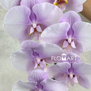 Phalaenopsis Chiffon Pink - Image 2