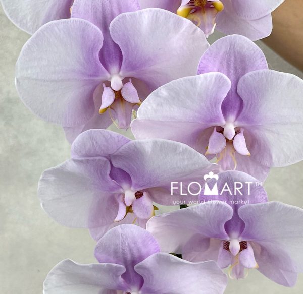Phalaenopsis Chiffon Pink