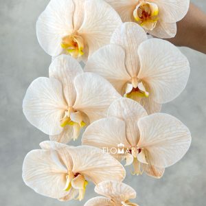 Phalaenopsis Dyed Apricot