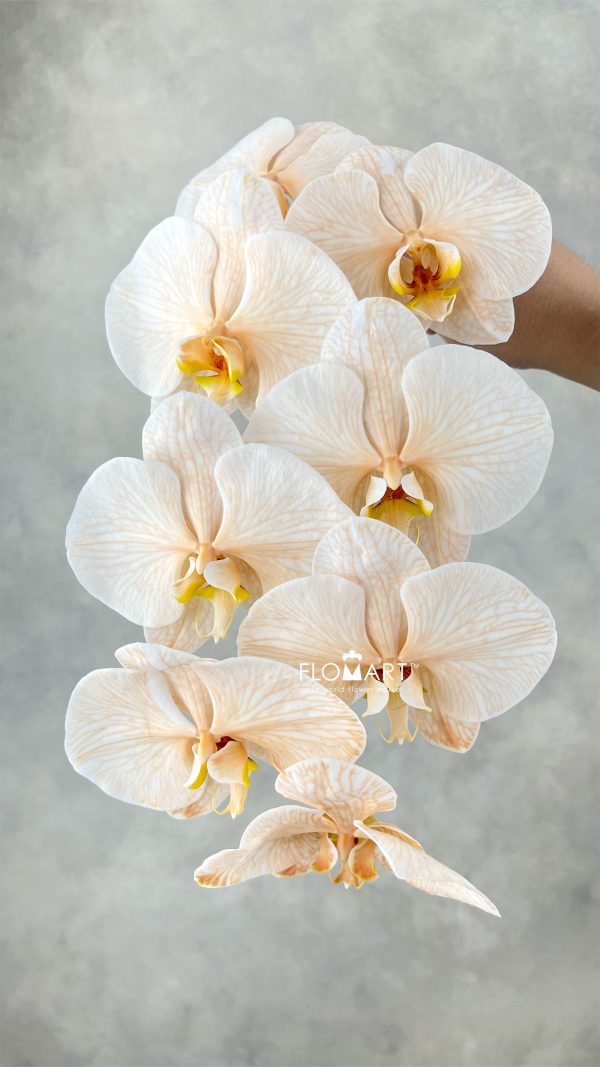 Phalaenopsis Dyed Apricot