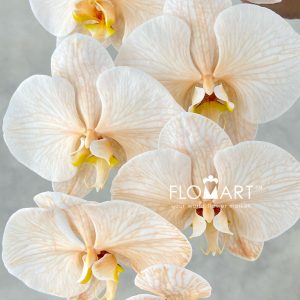 Phalaenopsis Dyed Apricot - Image 2