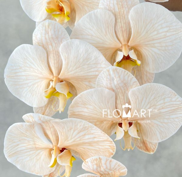 Phalaenopsis Dyed Apricot
