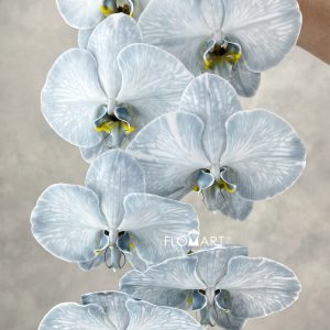 Phalaenopsis Dyed Black