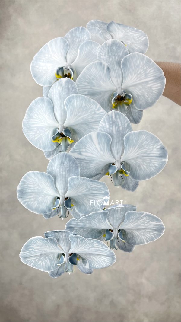 Phalaenopsis Dyed Black