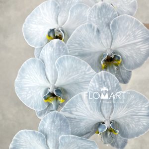 Phalaenopsis Dyed Black - Image 2