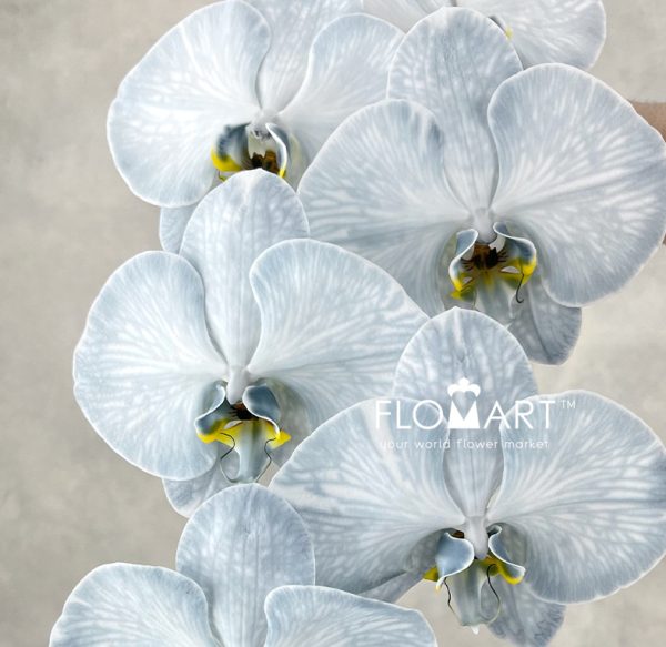 Phalaenopsis Dyed Black