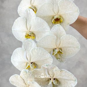 Phalaenopsis Dyed Choco