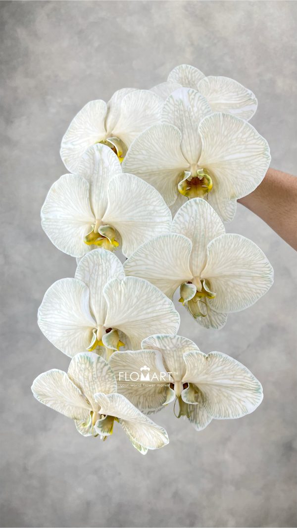 Phalaenopsis Dyed Choco