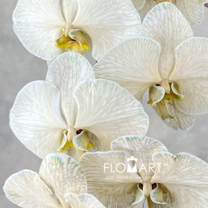 Phalaenopsis Dyed Choco - Image 2