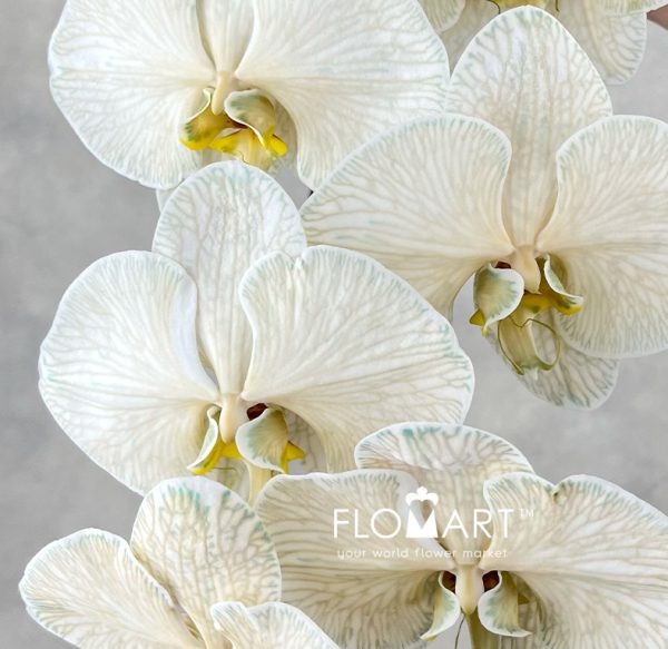 Phalaenopsis Dyed Choco