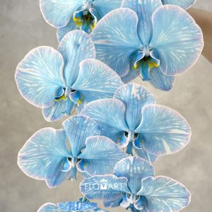 Phalaenopsis Dyed Cobalt