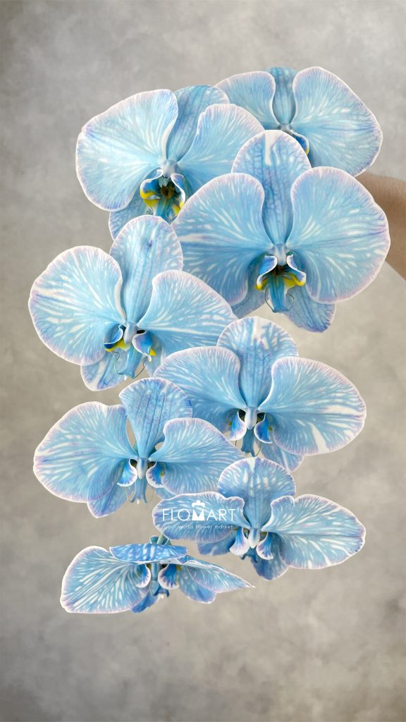 Phalaenopsis Dyed Cobalt