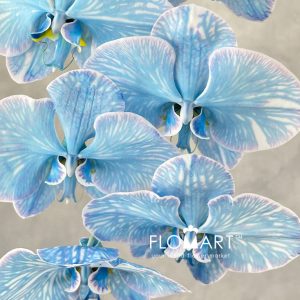Phalaenopsis Dyed Cobalt - Image 2