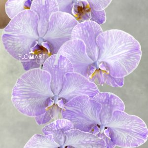 Phalaenopsis Dyed Lavender