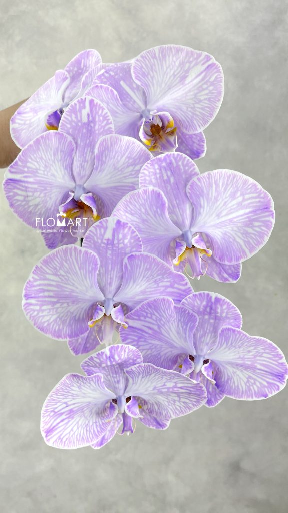 Phalaenopsis Dyed Lavender