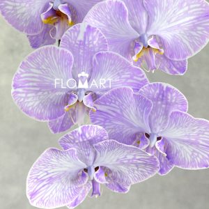 Phalaenopsis Dyed Lavender - Image 2