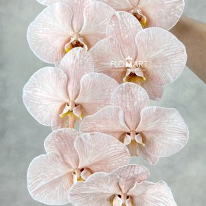 Phalaenopsis Dyed Mocha