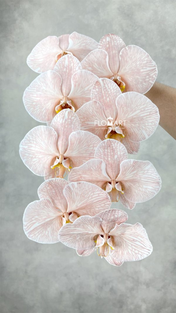 Phalaenopsis Dyed Mocha